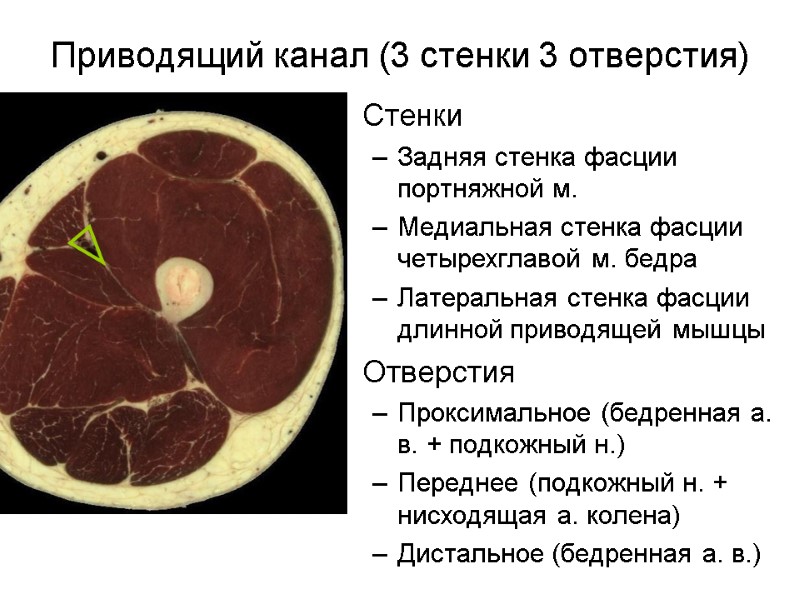 Приводящий канал (3 стенки 3 отверстия) Стенки Задняя стенка фасции портняжной м. Медиальная стенка